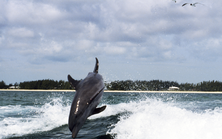 Angelee image;underwater;diving;dolphin;jumping;single;F252 9A